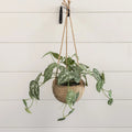 Pothos Hanging Basket