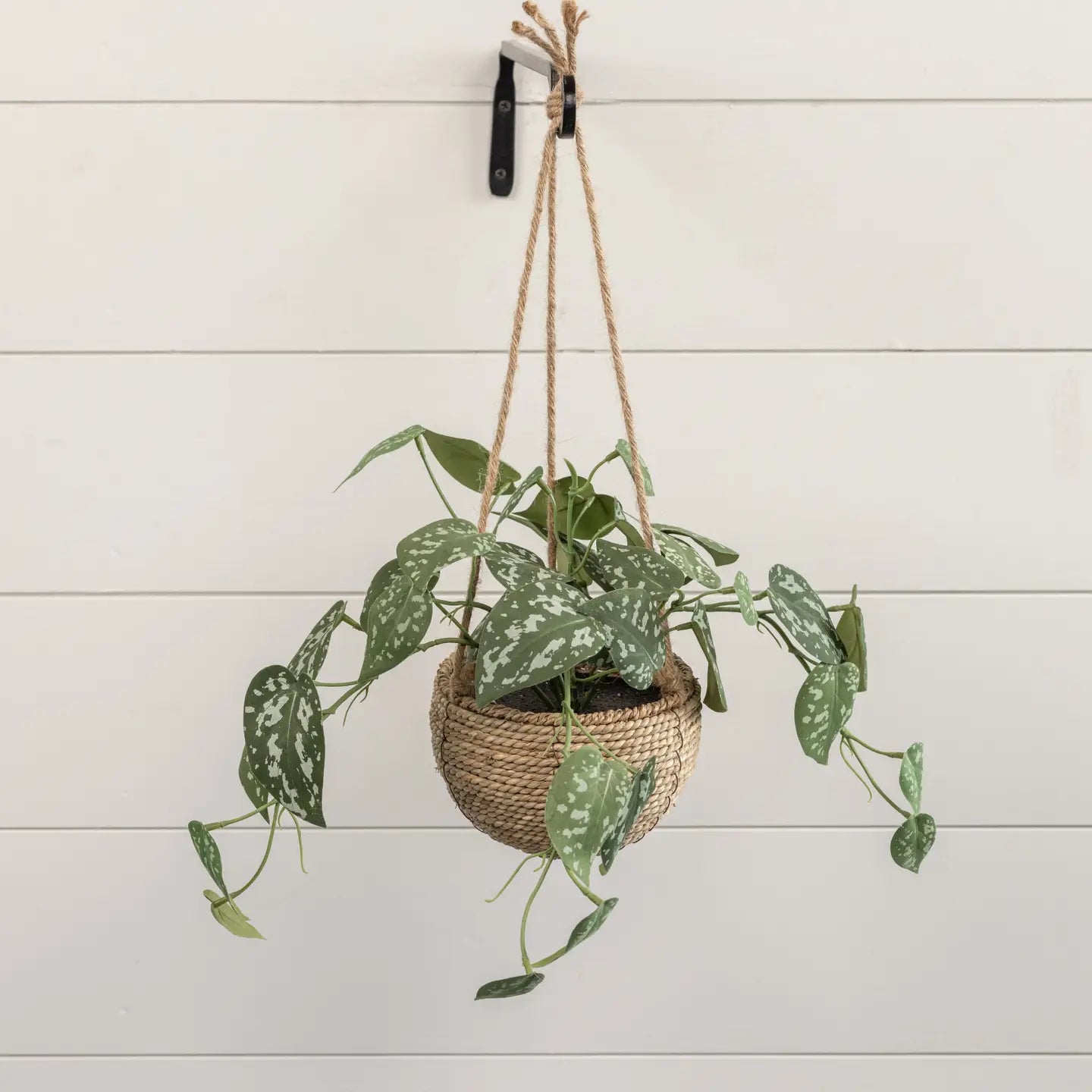Pothos Hanging Basket